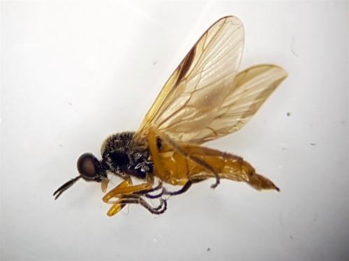 Beris vallata